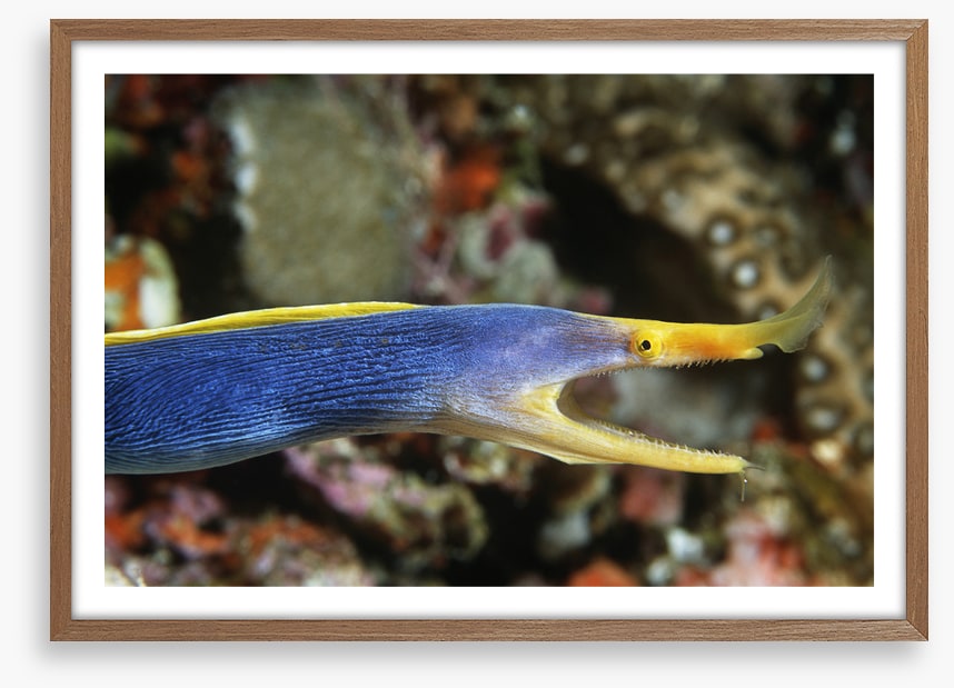 Fish / Aquatic