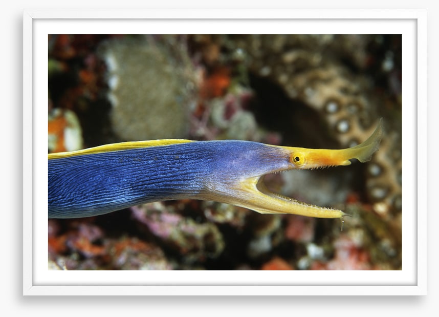 Fish / Aquatic