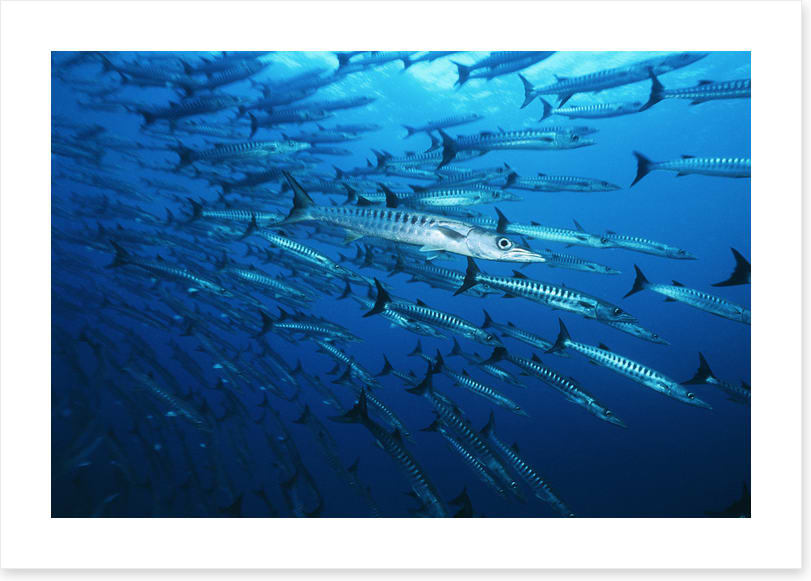 Barracuda blues
