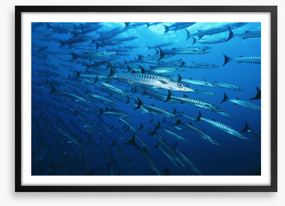 Barracuda blues