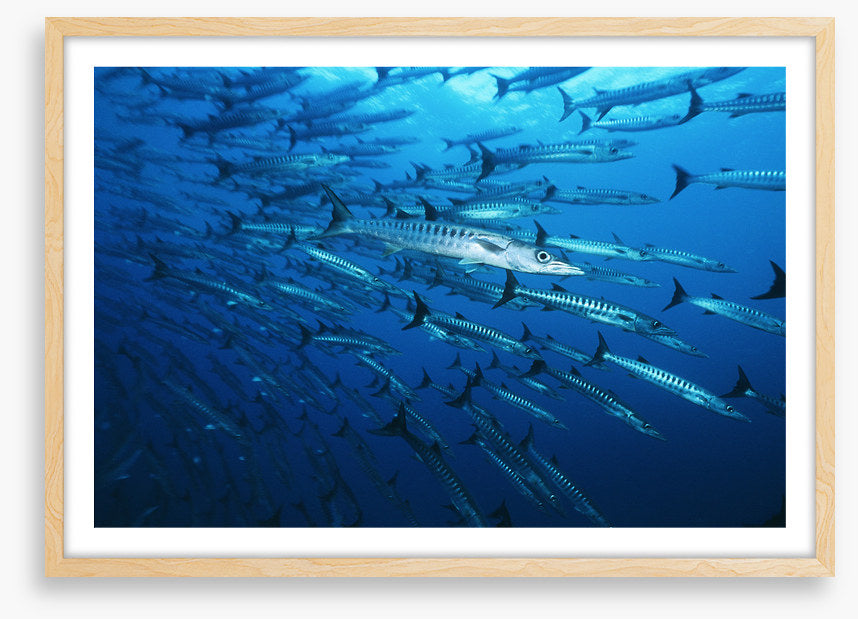 Barracuda blues
