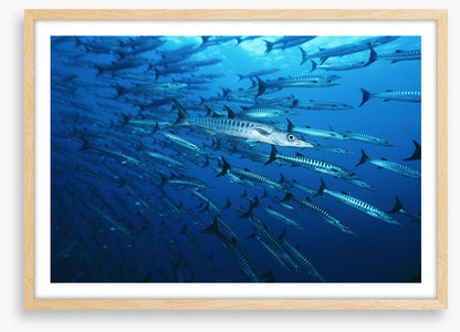 Barracuda blues