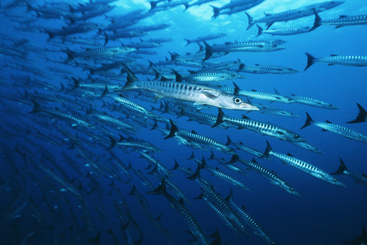 Barracuda blues