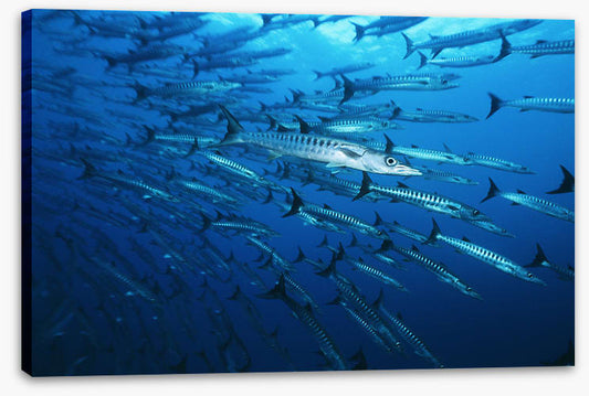 Barracuda blues