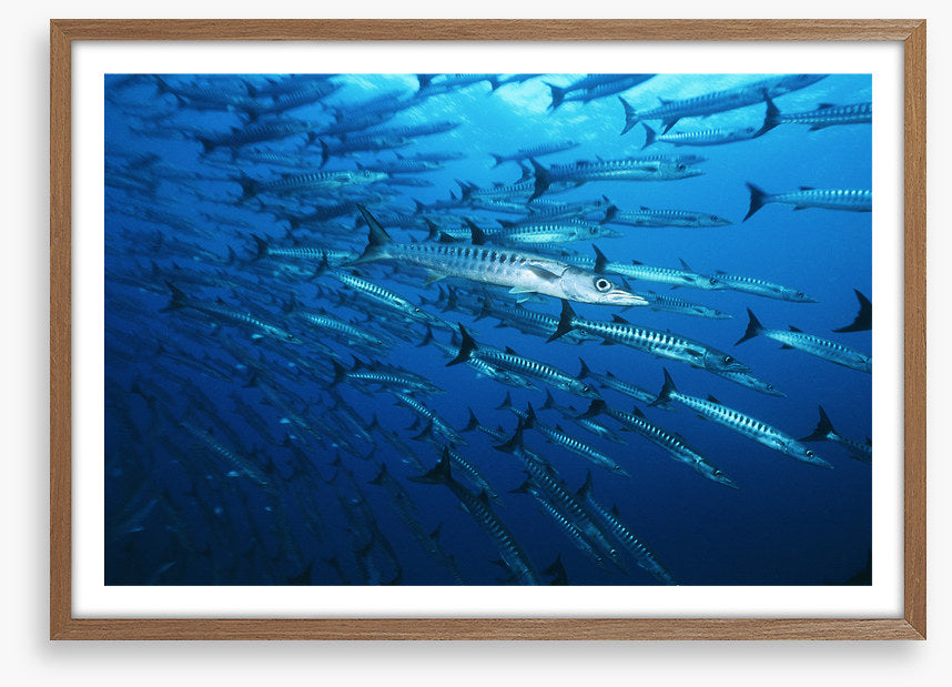 Barracuda blues