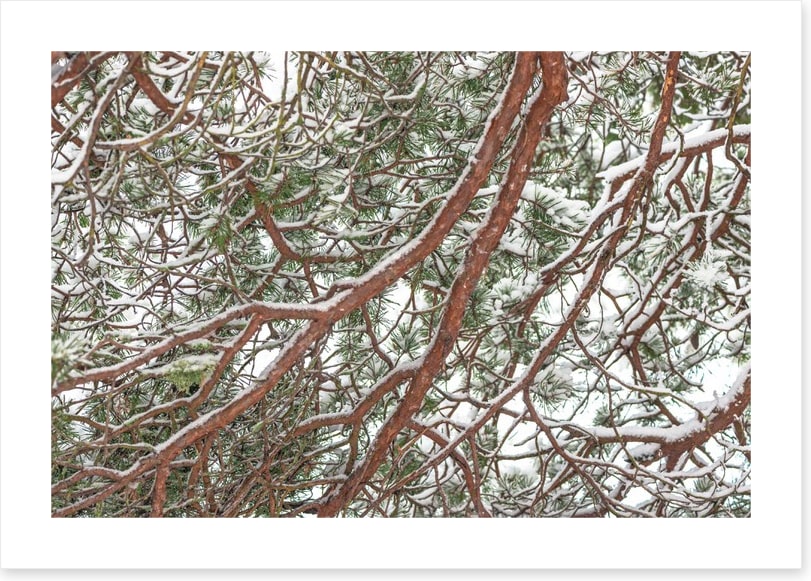Trees