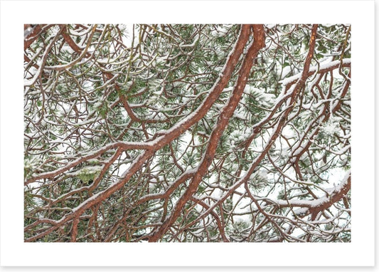 Trees