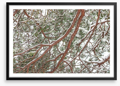 Trees