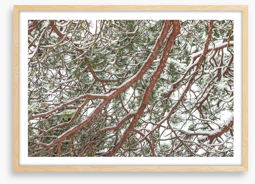 Trees