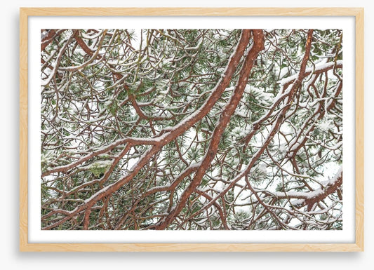 Trees