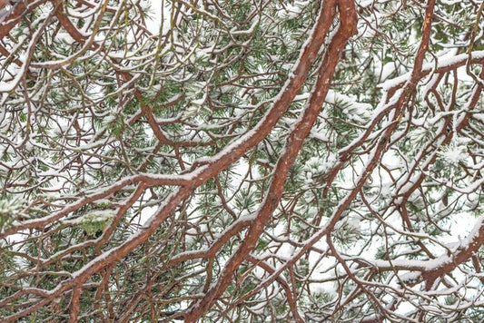 Trees