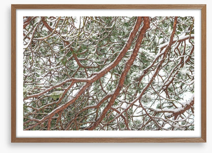 Trees