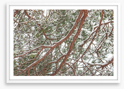 Trees