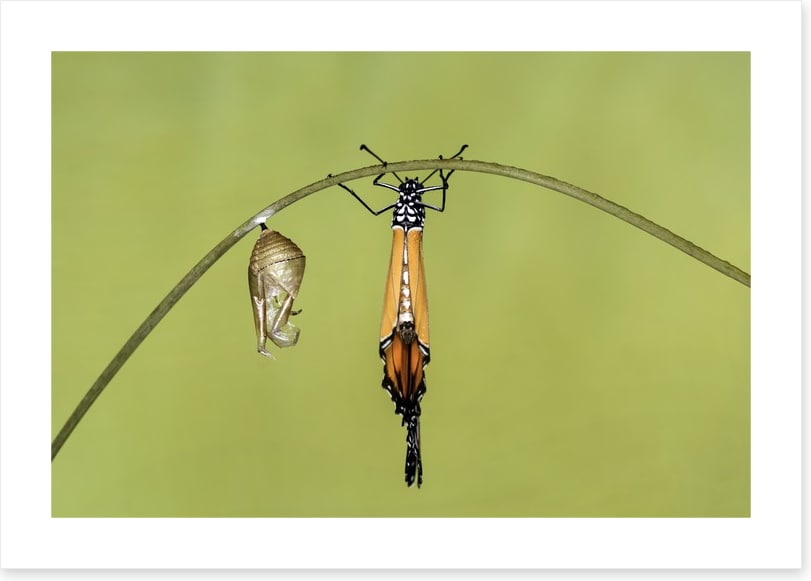 Insects