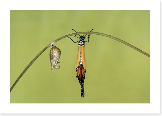Insects