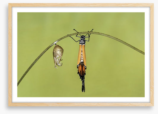 Insects