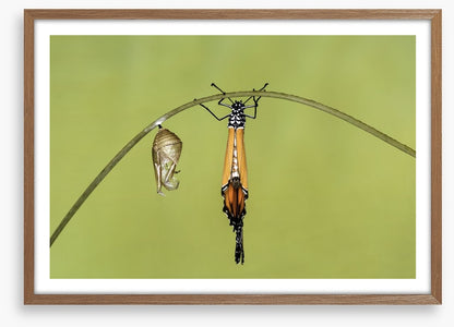 Insects
