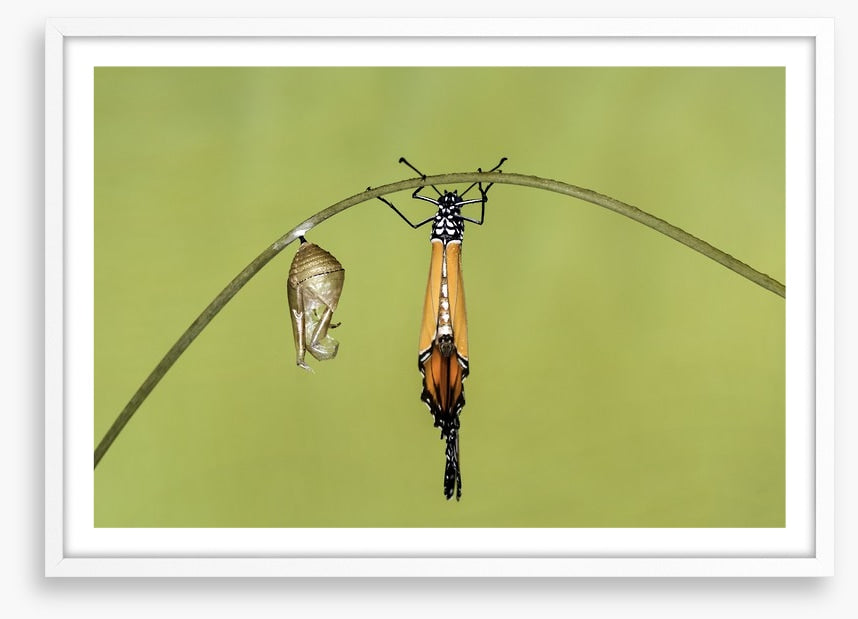 Insects
