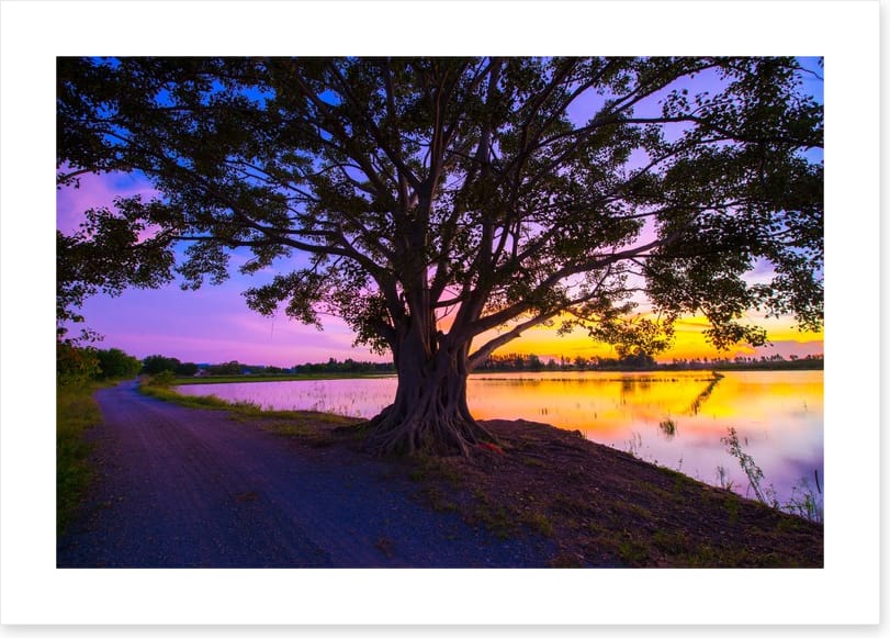 Beyond the big tree