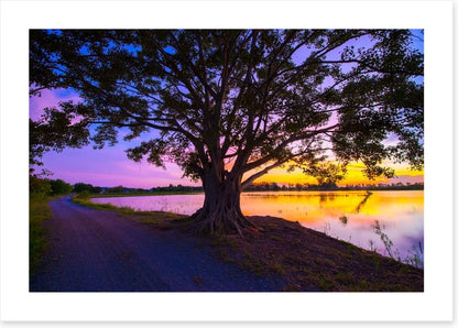 Beyond the big tree