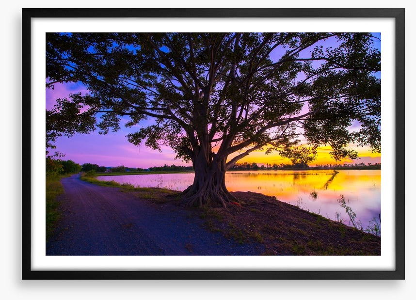 Beyond the big tree