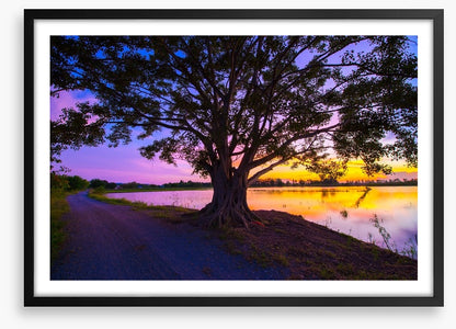 Beyond the big tree