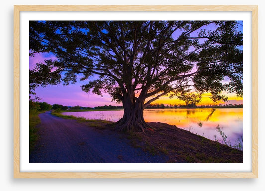 Beyond the big tree