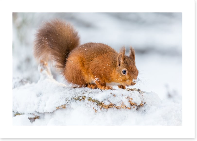 Snowy squirrel
