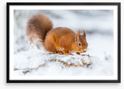 Snowy squirrel