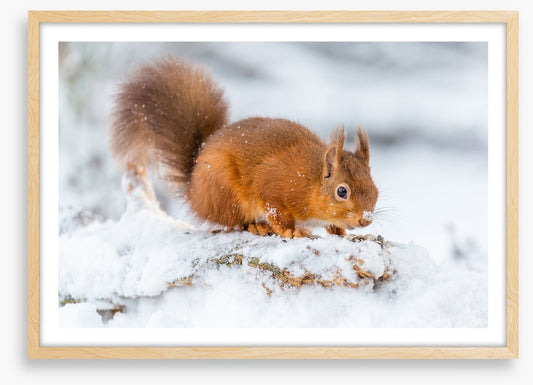 Snowy squirrel