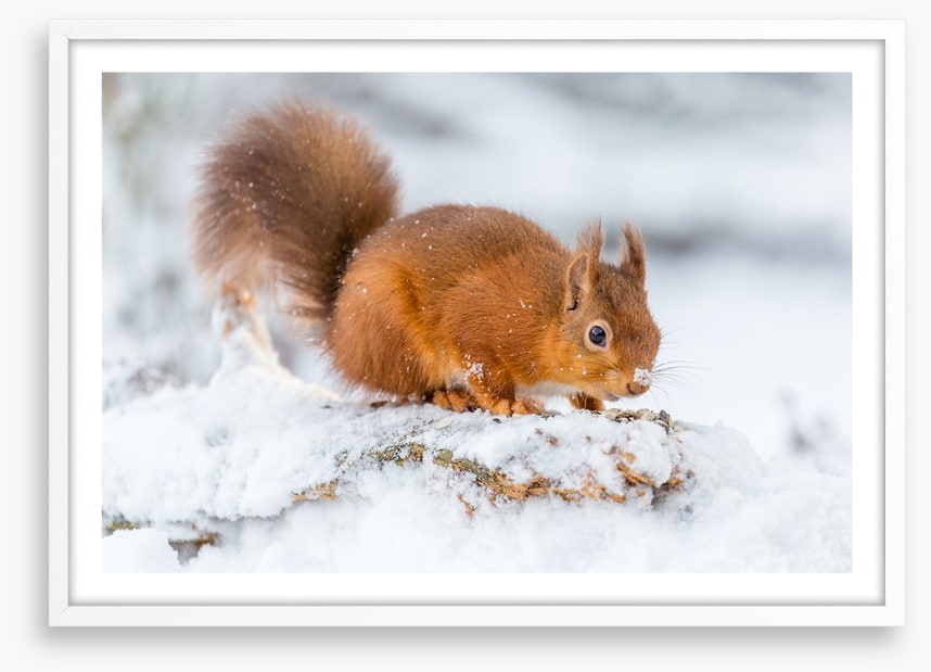 Snowy squirrel