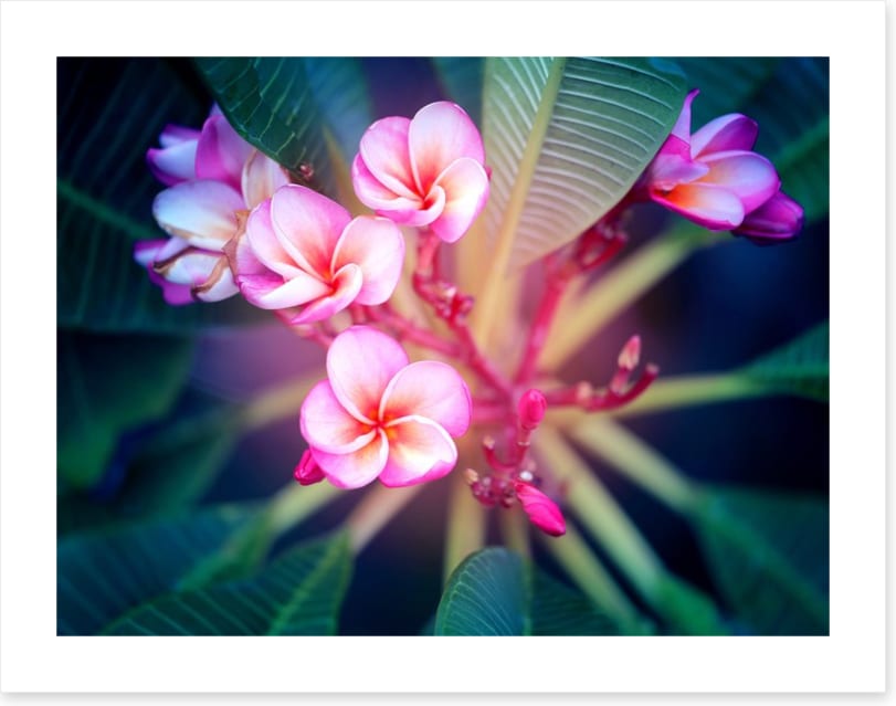 Frangipani focus
