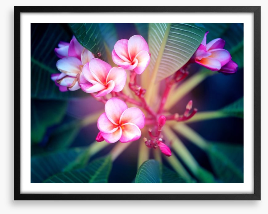 Frangipani focus