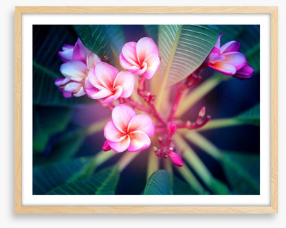 Frangipani focus