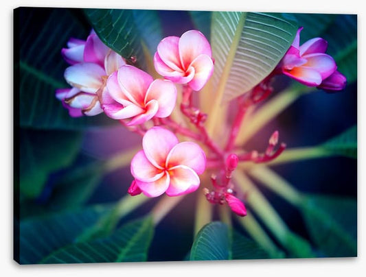 Frangipani focus