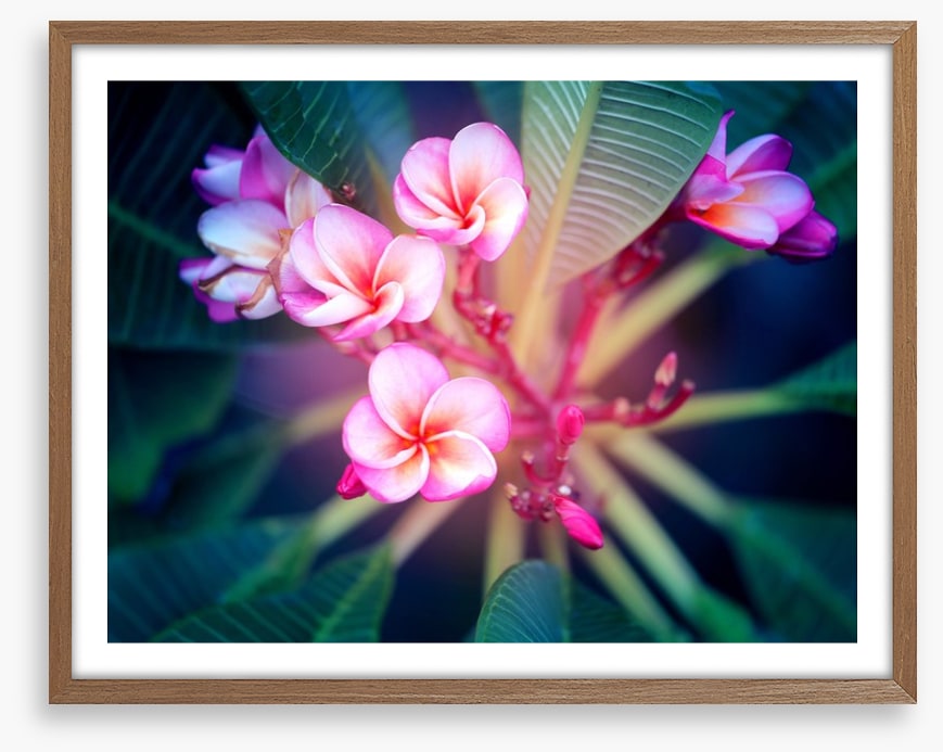 Frangipani focus