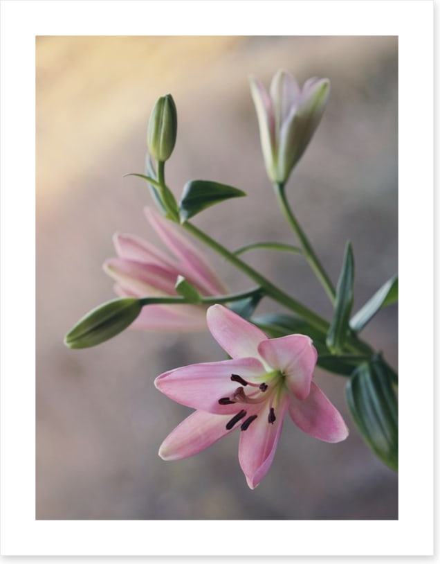 Little lilies