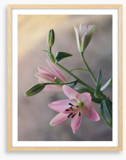 Little lilies