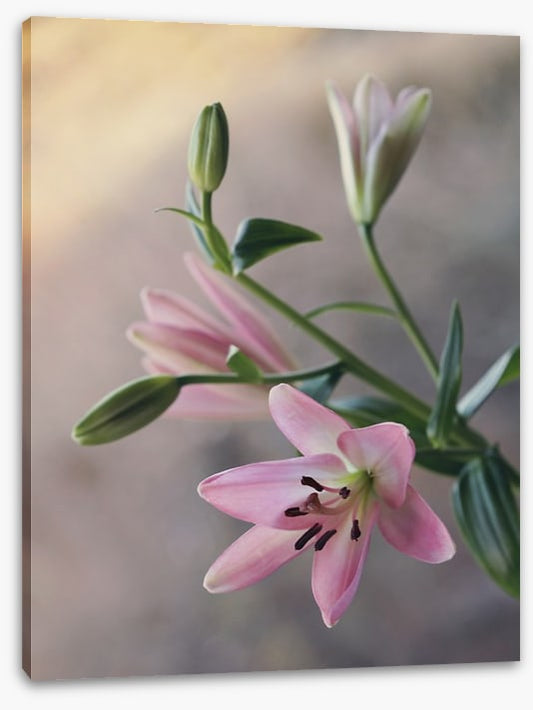 Little lilies