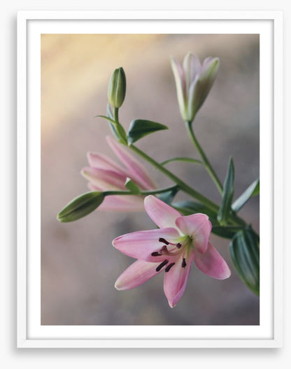 Little lilies