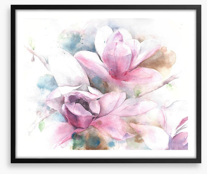 Magnolia dreams