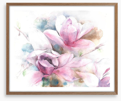Magnolia dreams
