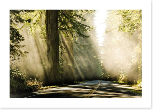Road through the redwoods