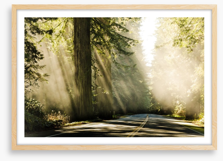Road through the redwoods