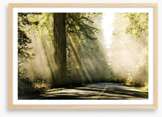 Road through the redwoods