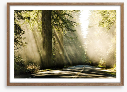 Road through the redwoods
