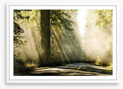 Road through the redwoods