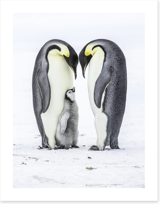 Parental love
