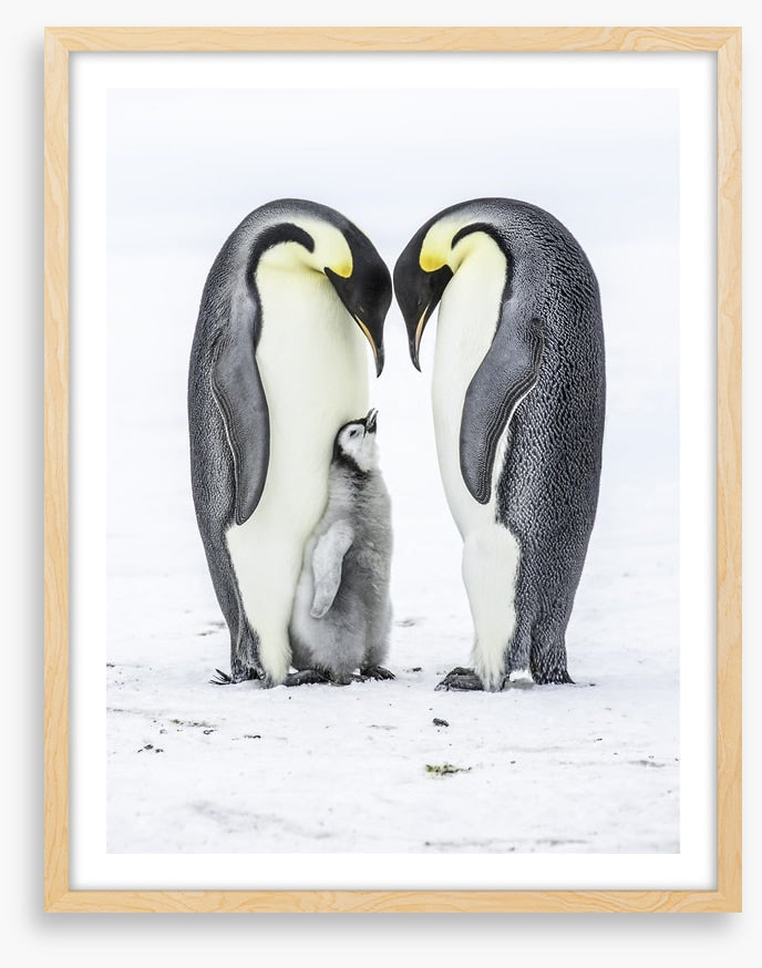 Parental love