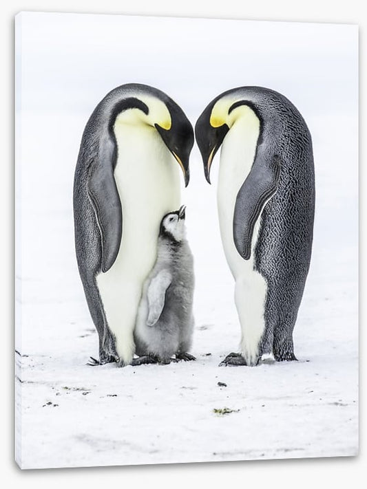 Parental love